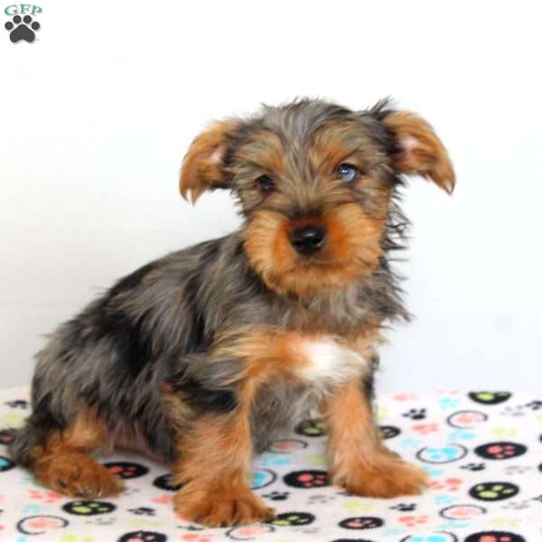 Buddy, Yorkie Puppy