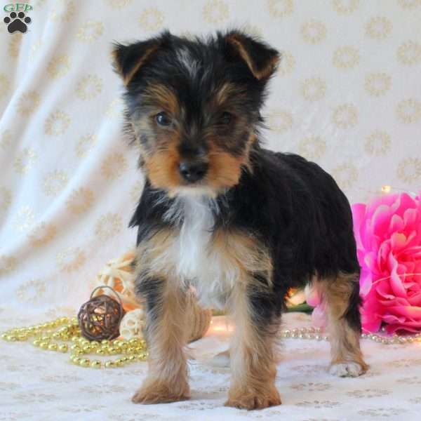 Buddy, Yorkie Puppy