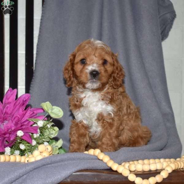 Buddy, Cavapoo Puppy