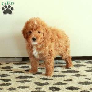 Buddy, Mini Goldendoodle Puppy