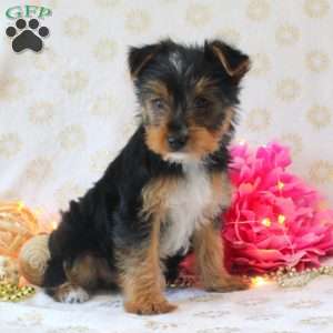 Buddy, Yorkie Puppy