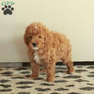 Buddy, Mini Goldendoodle Puppy