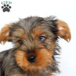 Buddy, Yorkie Puppy