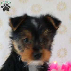 Buddy, Yorkie Puppy