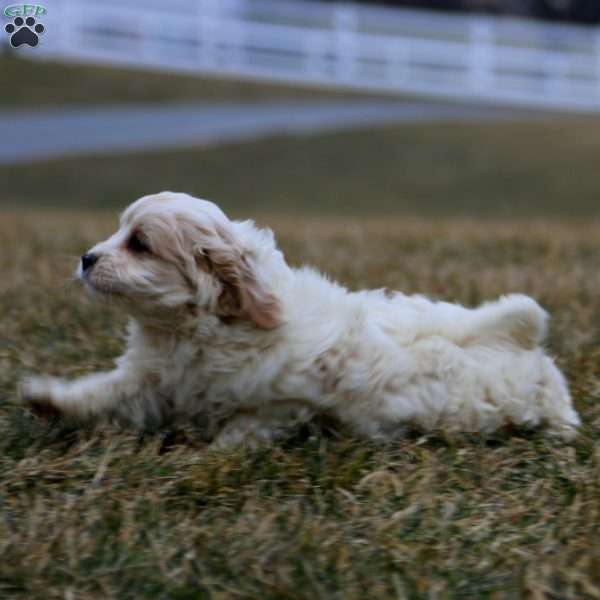 Buddy, Cavachon Puppy