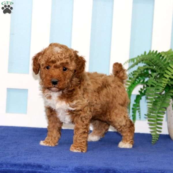 Buddy, Toy Poodle Puppy