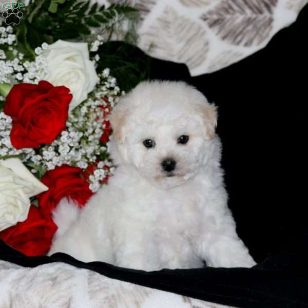 Buddy, Bichon Frise Puppy