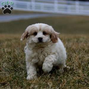 Buddy, Cavachon Puppy