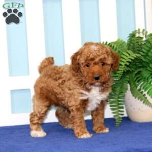 Buddy, Toy Poodle Puppy