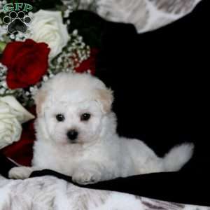 Buddy, Bichon Frise Puppy