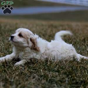 Buddy, Cavachon Puppy