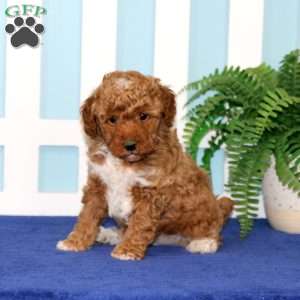 Buddy, Toy Poodle Puppy