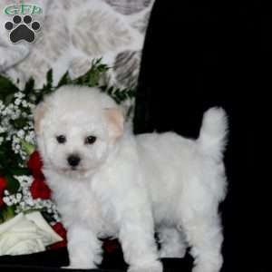 Buddy, Bichon Frise Puppy