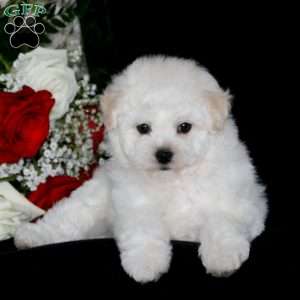 Buddy, Bichon Frise Puppy