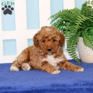 Buddy, Toy Poodle Puppy