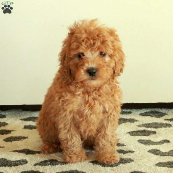 Bunny, Mini Goldendoodle Puppy