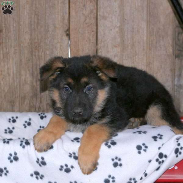 Buster, German Shepherd Puppy