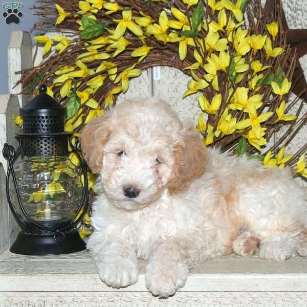 Buster, Mini Labradoodle Puppy