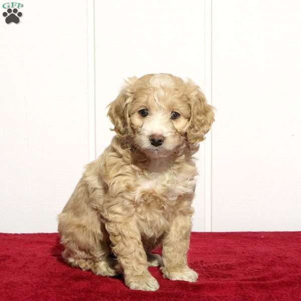 Buster, Cockapoo Puppy