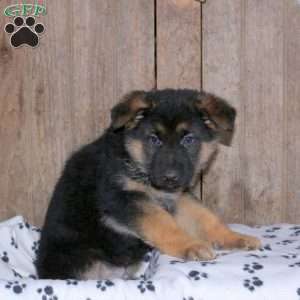 Buster, German Shepherd Puppy