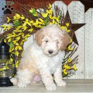 Buster, Mini Labradoodle Puppy