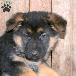 Buster, German Shepherd Puppy