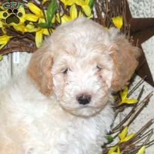 Buster, Mini Labradoodle Puppy