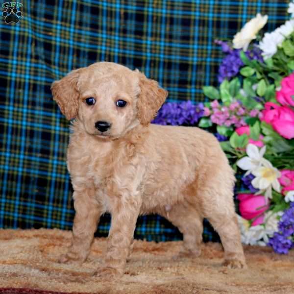 Buster, Cockapoo Puppy