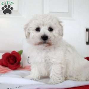 Buster, Bichon Frise Puppy