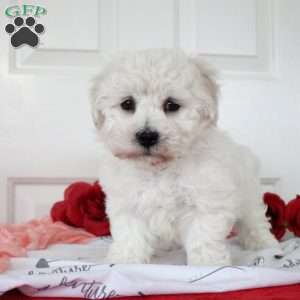 Buster, Bichon Frise Puppy