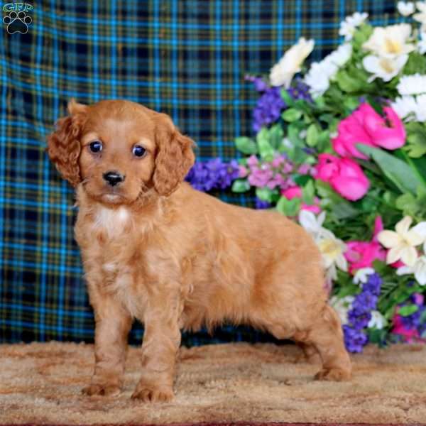 Butch, Cockapoo Puppy