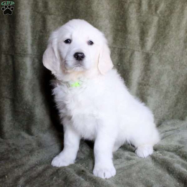 Buttercup, English Cream Golden Retriever Puppy