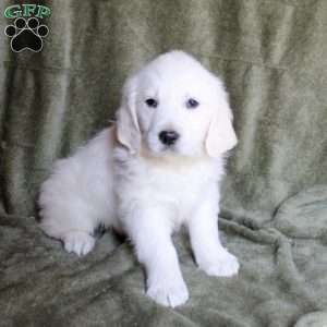 Buttercup, English Cream Golden Retriever Puppy