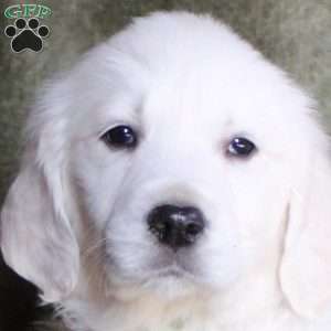 Buttercup, English Cream Golden Retriever Puppy