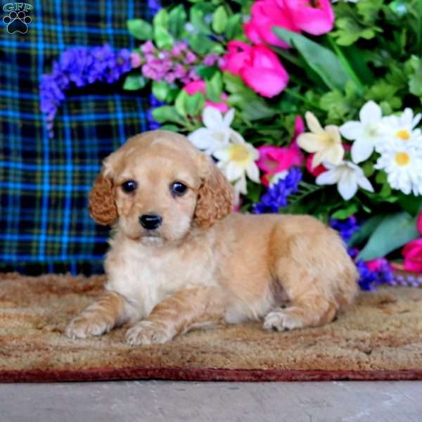 Buttercup, Cockapoo Puppy