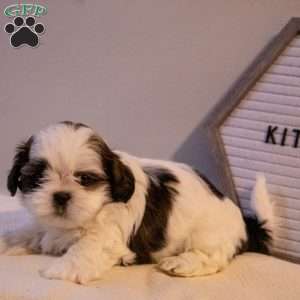 Kit Kat, Shih Tzu Puppy