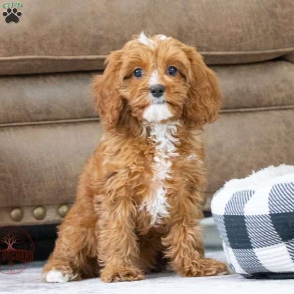 Star, Cavapoo Puppy