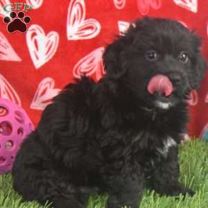 Quincy, Aussiedoodle Puppy