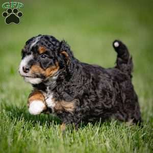 Gaby, Mini Bernedoodle Puppy