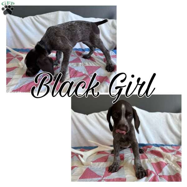 Black, German Shorthaired Pointer Puppy