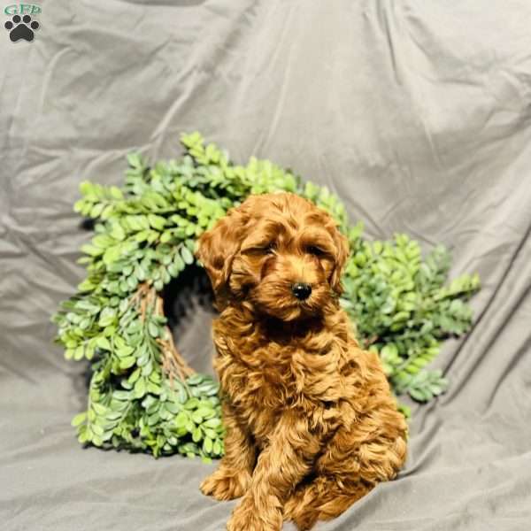 Biscuit, Mini Goldendoodle Puppy