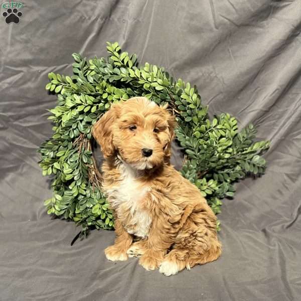 Stella, Mini Goldendoodle Puppy