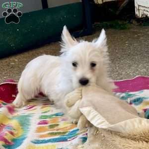 Lacey, West Highland Terrier Puppy