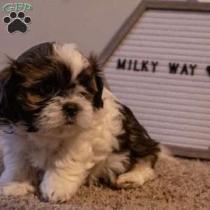 Milky Way, Shih Tzu Puppy