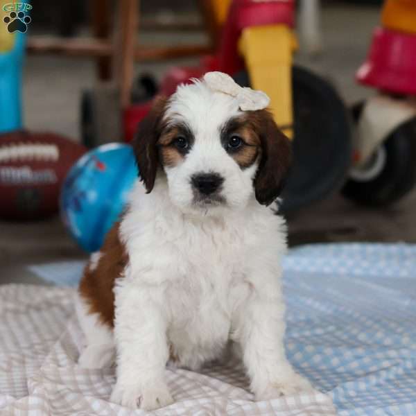 Calla, Saint Berdoodle Puppy