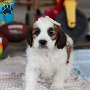 Calla, Saint Berdoodle Puppy