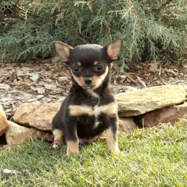 Campbell, Chihuahua Puppy