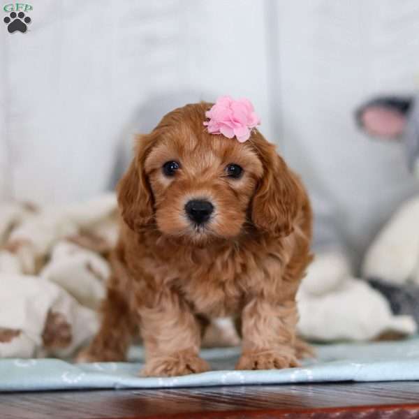 Candy, Cavapoo Puppy