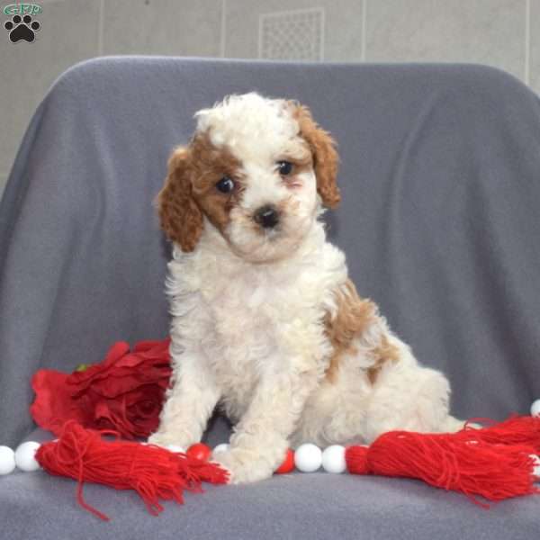 Candy, Cavapoo Puppy