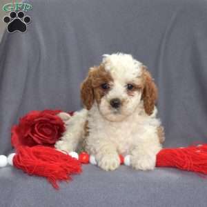 Candy, Cavapoo Puppy